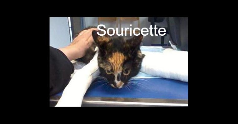 Souricette - Amour et Protection des Animaux - Animal Webaction