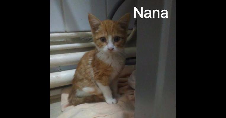  Nana  Protect Cat  Animal Webaction