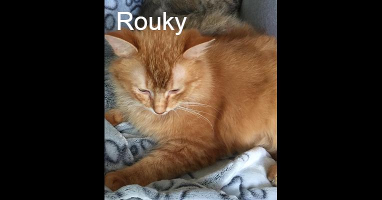 Rouky Pour L Amour Des Chats Animal Webaction