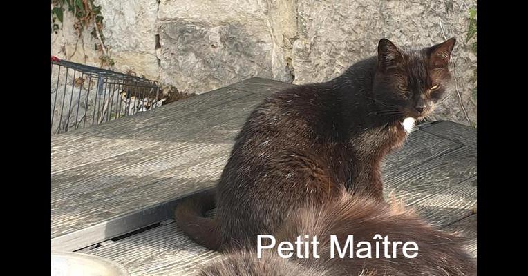 Petit Maitre Ecole Du Chat D Arbois Animal Webaction